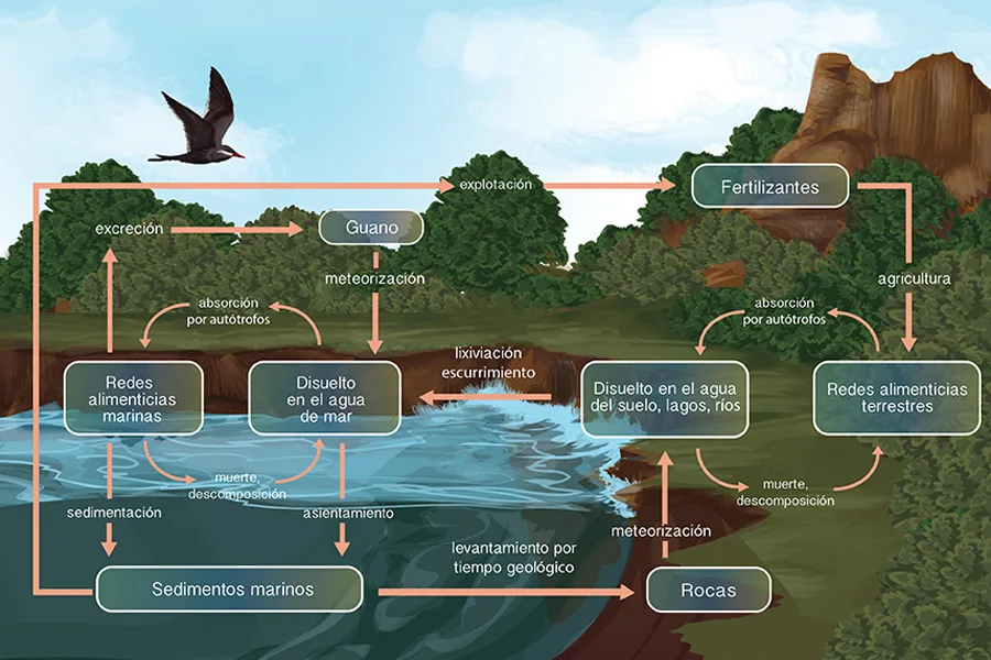 Diagrama del ciclo del fósforo que muestra la etapa terrestre (rocas, suelo, plantas, animales, descomponedores) y la etapa marina (escorrentía hacia el mar, algas, cadena trófica marina, sedimentación) conectadas por el guano de las aves marinas.