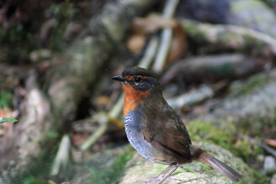 Chucao parado en el suelo del bosque, con el pecho anaranjado