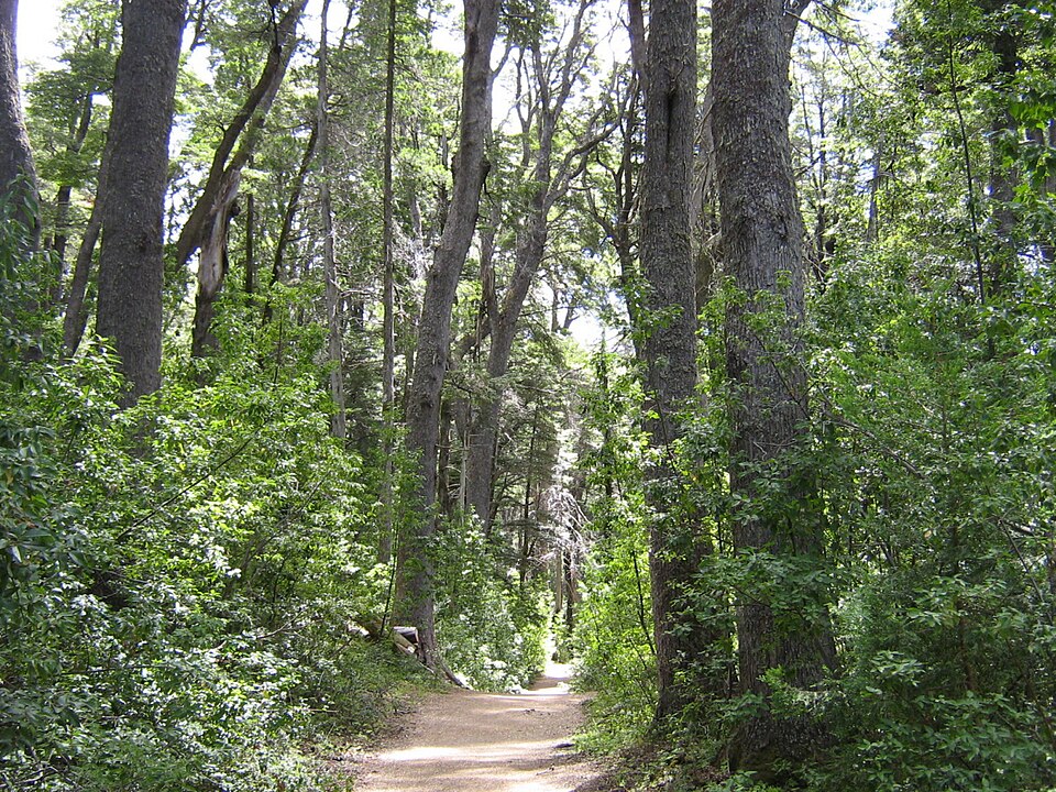 Bosque de coigües: troncos altos y grises con sotobosque verde denso