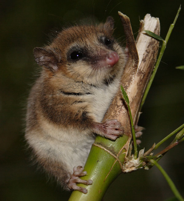 Monito del monte trepado a una caña de quila