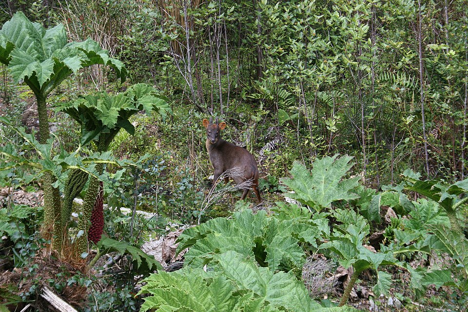 Pudú de pie entre nalcas y helechos del bosque