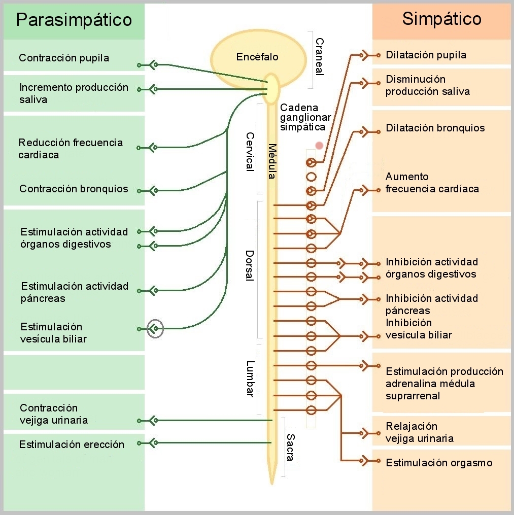 Comparación del sistema nervioso simpático y parasimpático y sus efectos opuestos sobre los órganos: ojos, corazón, pulmones, estómago e intestinos.