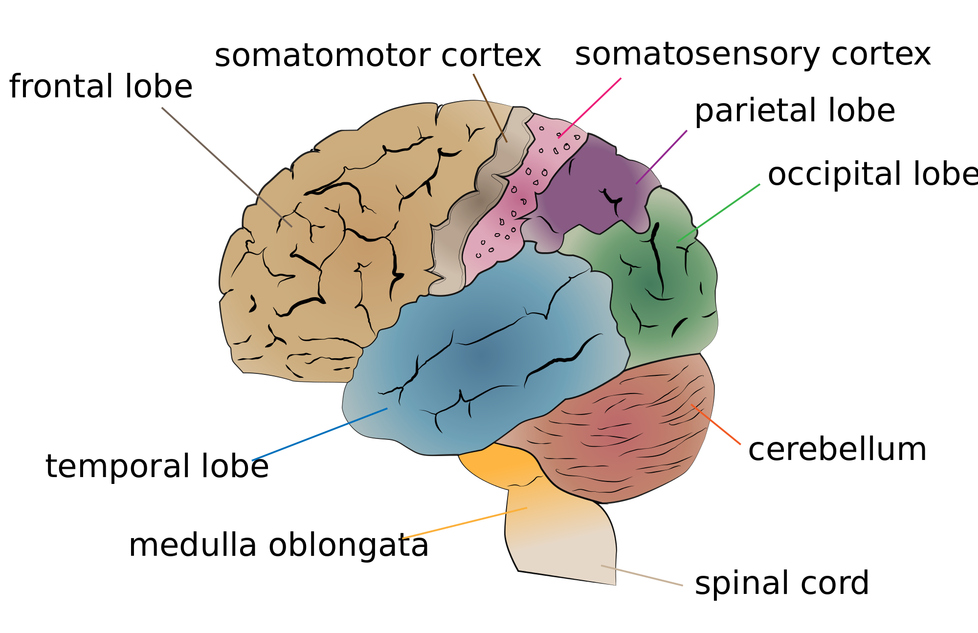 Vista lateral del cerebro con sus cuatro lóbulos coloreados: frontal, parietal, temporal y occipital, junto con el cerebelo y el tronco encefálico.