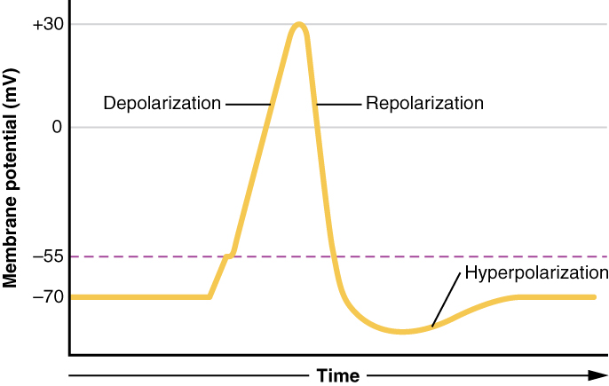 Gráfico de un potencial de acción: voltaje de membrana en función del tiempo, mostrando el reposo, el umbral, la despolarización hasta el pico, la repolarización y la hiperpolarización.